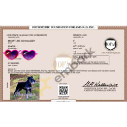 CERF CERTIFICATE