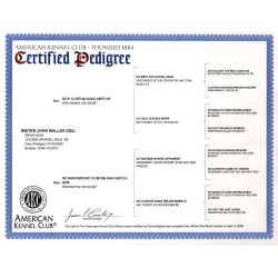 AKC pedigree