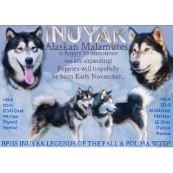 Parents Breeding Announcement