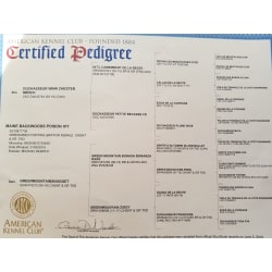 Ivy's Pedigree 