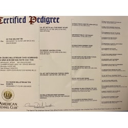 AKC pedigree 