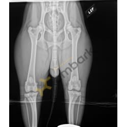 Nami no Aima go Shikino sou hip x-ray