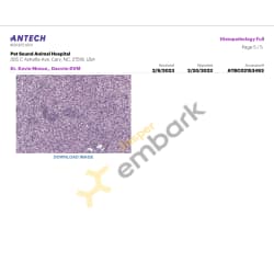 Liver Biopsy Report 2-20-23 pg.5