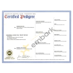 AKC Certified Pedigree