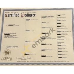 AKC pedigree 