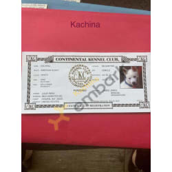 Kachina's Continental Kennel Club Registration Certificate
