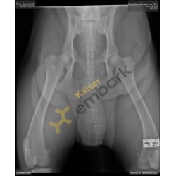 OFA X-ray hips