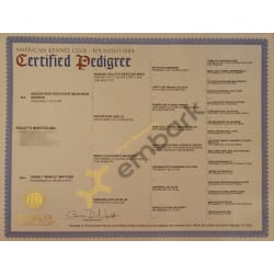 A.K.C. Certified Pedigree