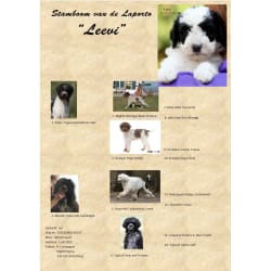 Leevi's stamboom