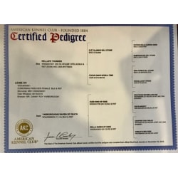 Certified AKC Pedigree 