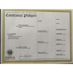AKC conditional Pedigree