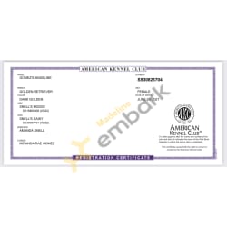 AKC Registration Certification 