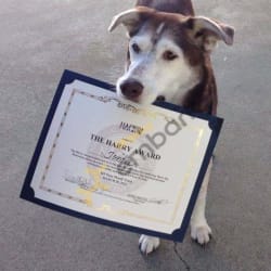 Tonka won the Harry Award!!