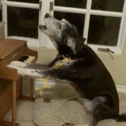 Muttzart