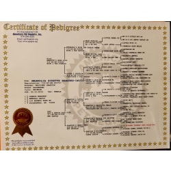 APRI Certificate of 5 Generation Pedigree