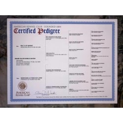 AKC Pedigree 