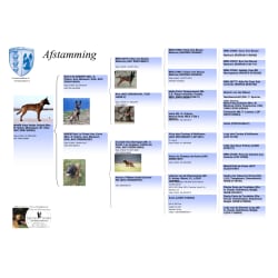 Bloedlijnen Pedigree 