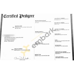 Confirmed Littermate’s Pedigree