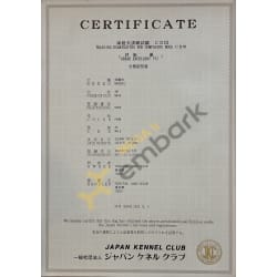 Japan Kennel Club CD3 Obedience Exam 