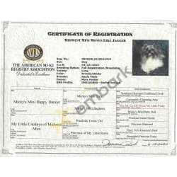 AMRA Registration/pedigree