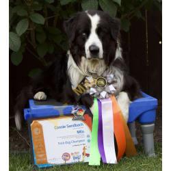 Champion Trick Dog Certificate 