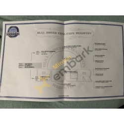 BBC REGISTERED PEDIGREE 