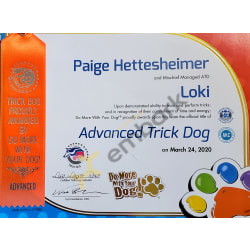 Advanced Trick Dog Title