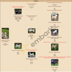 Toboetsuki go Mimi wo Sumaseba pedigree, taken from the Hokkaido Pedigree database.