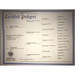 AKC pedigree