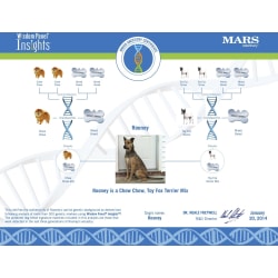 Rooney's first DNA test results. Completely surprised Toy Fox Terrier never made an appearance in his Embark results.