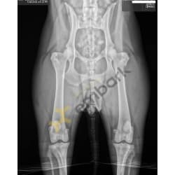 Hip X-Ray -- OFA Excellent at 8 years old