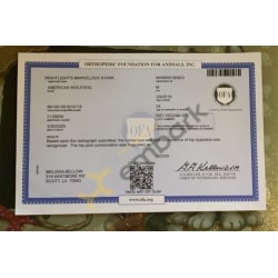 Hips OFA results