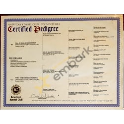 AKC Certified Pedigree w/ Microchip 