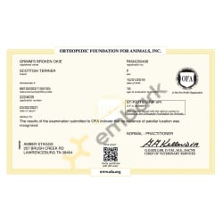 Patellar Luxation OFA Certificate