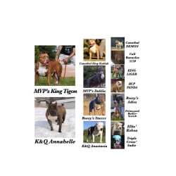 Picture Pedigree 