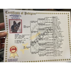 Certifícate of Pedigree 