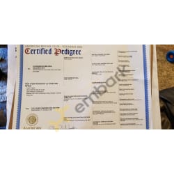 AKC Pedigree