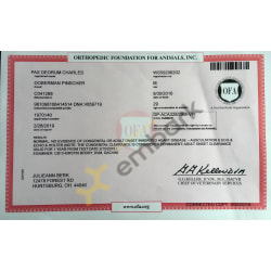 Certificate of no evidence of congenital or adult onset inherited heart disease. Auscultation and ECG and ECHO and Holter . 