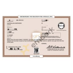 CAER Eye Certificate Normal