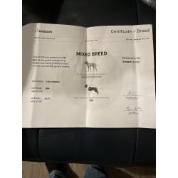 Certificate of Breed