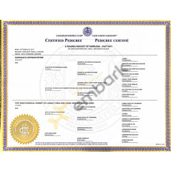 Rocket 4 generation pedigree