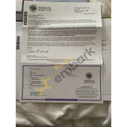 AKC registration certificate 