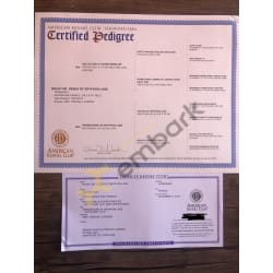 AKC pedigree/ registration 