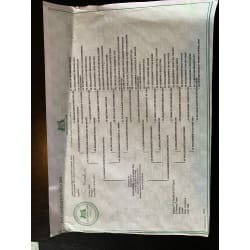 5 generation pedigree 