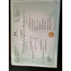 3 generation export pedigree