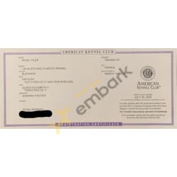 AKC registration certificate