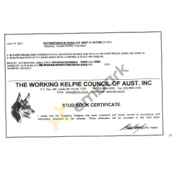 Rosie WKC Certificate