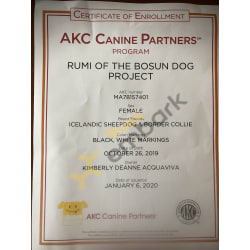 AKC Canine Partner Certificate 