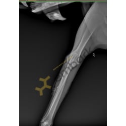 X-rays of the elbow joints to check the degree of dysplasia