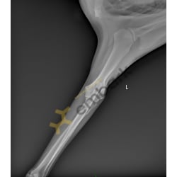 X-rays of the elbow joints to check the degree of dysplasia